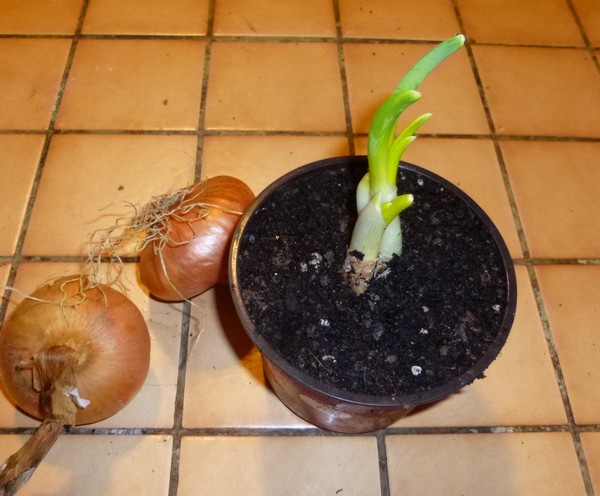 planter un oignon en pot